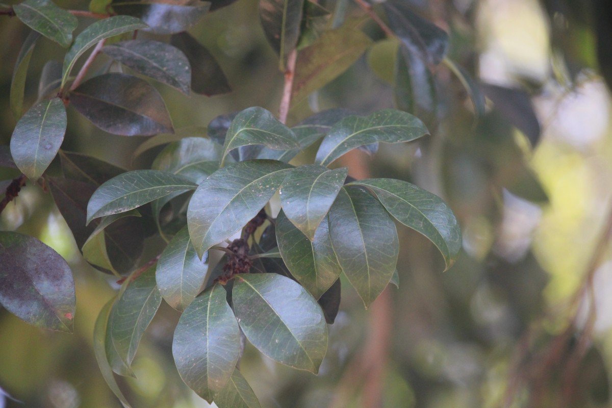 Xantolis tomentosa (Roxb.) Raf.